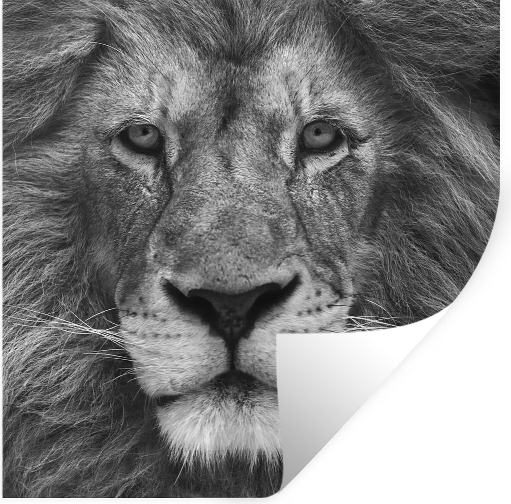 MuchoWow Wandtattoo Wandsticker Wandaufkleber Persischer Löwe auf schwarzem Hintergrund 80x80 cm Selbstklebend und Repositionierbar - Wierderver...