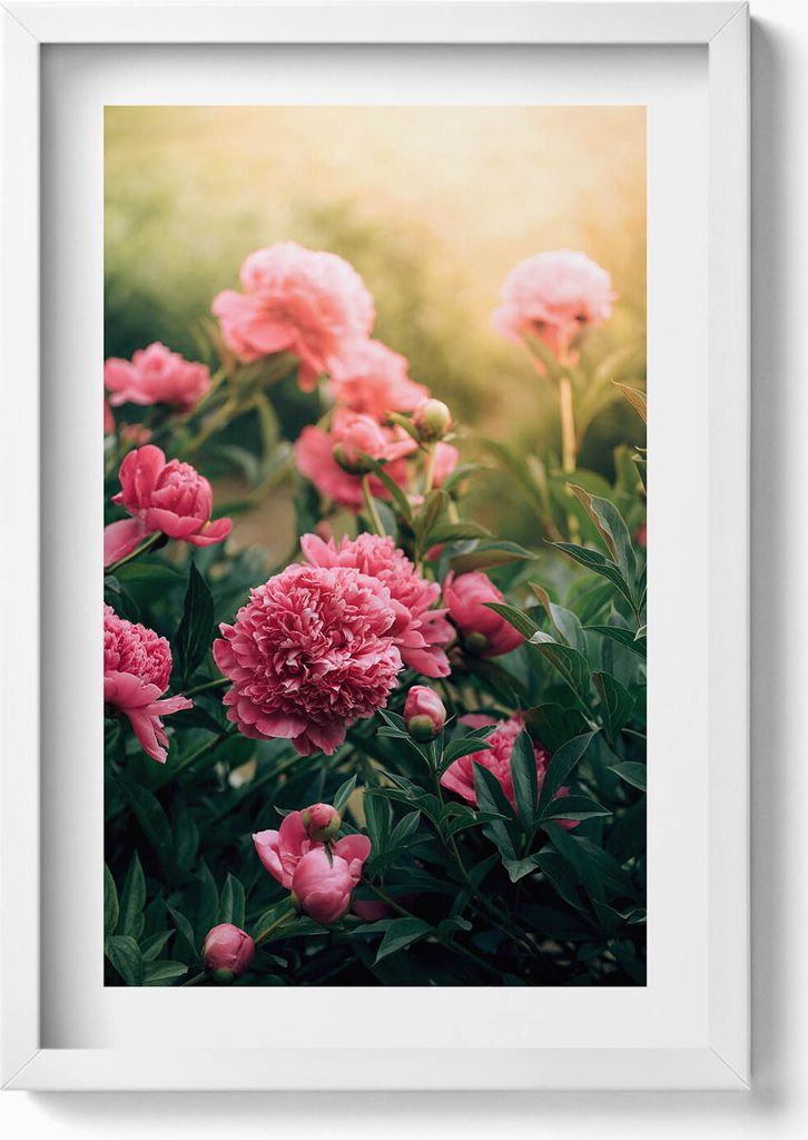 Rosa Blumen auf der Wiese– Wandbild mit Rahmen – Gerahmtes Bild – Wanddekoration – 40x60 cm – Weiß
