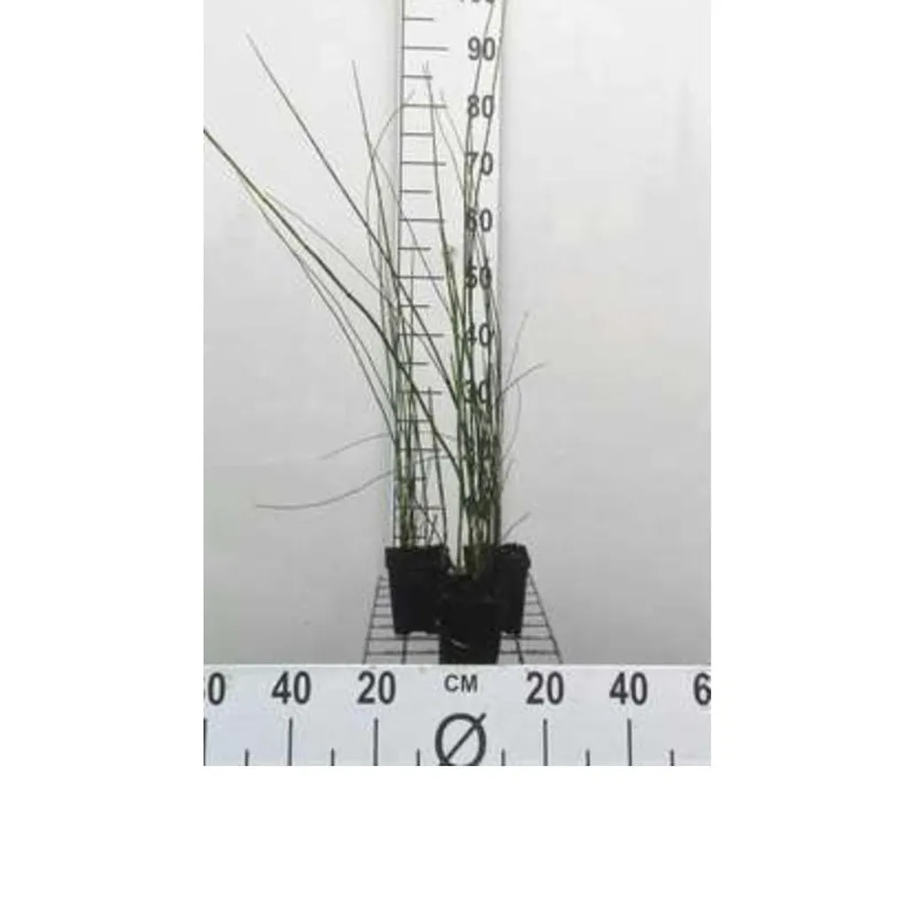 Plante pour zone humide : 6 Prêles d'hiver Equisetum hyemale 9x9 cm
