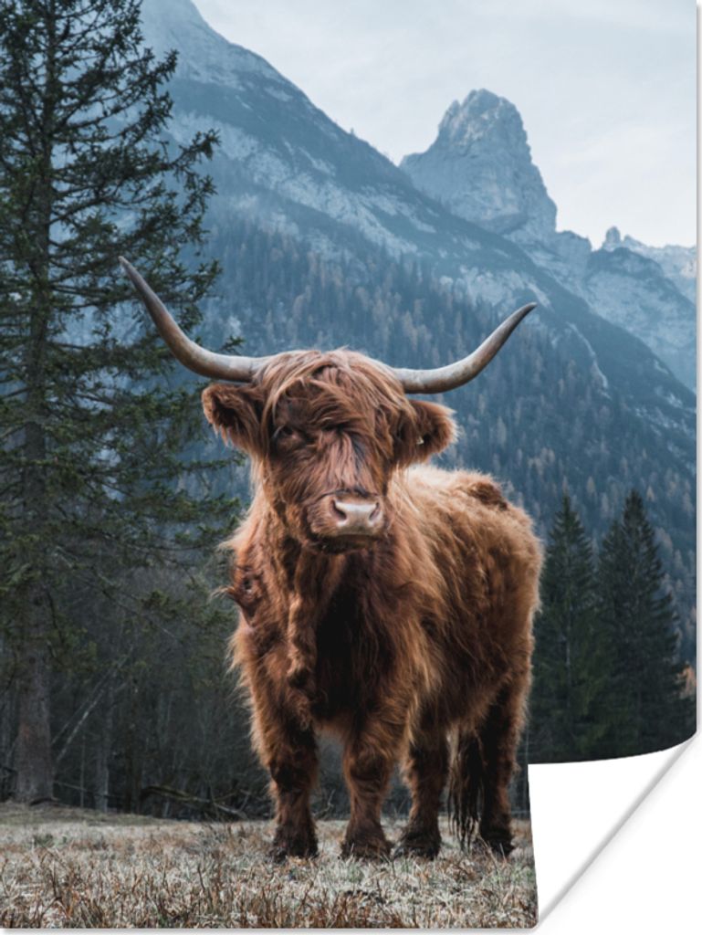 MuchoWow Poster Schottischer Highlander - Tiere - Wald 120x160 cm - Wandbilder