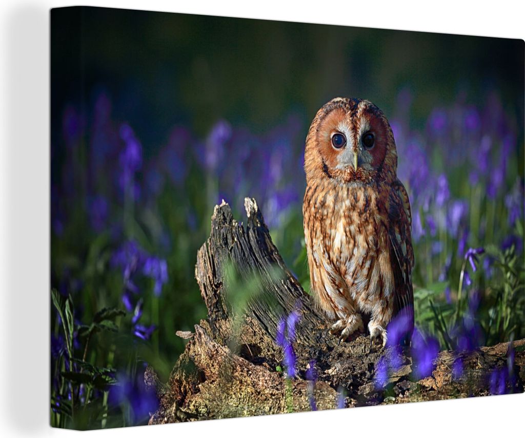 OneMillionCanvasses - Leinwandbilder - 140x90 cm, Ein Waldkauz zwischen violetten Blumen, Wandbilder Kunstdruck Wanddekoration - Foto auf Leinwan...