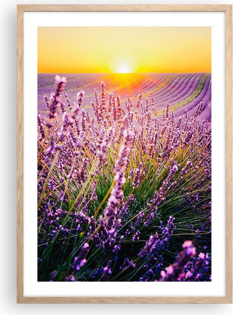 Gerahmtes Poster - Rahmen in heller Eiche - Feld Lavendel Sonne - 50x70 cm - Wand Bild - Wanddeko - Wandbilder - Kunstposter - Wandposter - Bilderr...