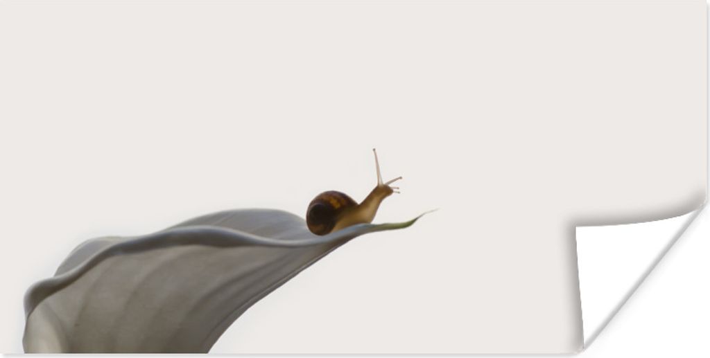 MuchoWow Poster Schnecke - Lilie - Grau 120x60 cm - Bild