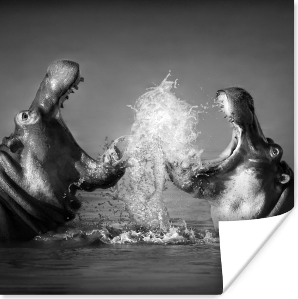 MuchoWow Poster Tiere - Nilpferd - Wasser - Schwarz - Weiß 50x50 cm - Wohnzimmerdekoration