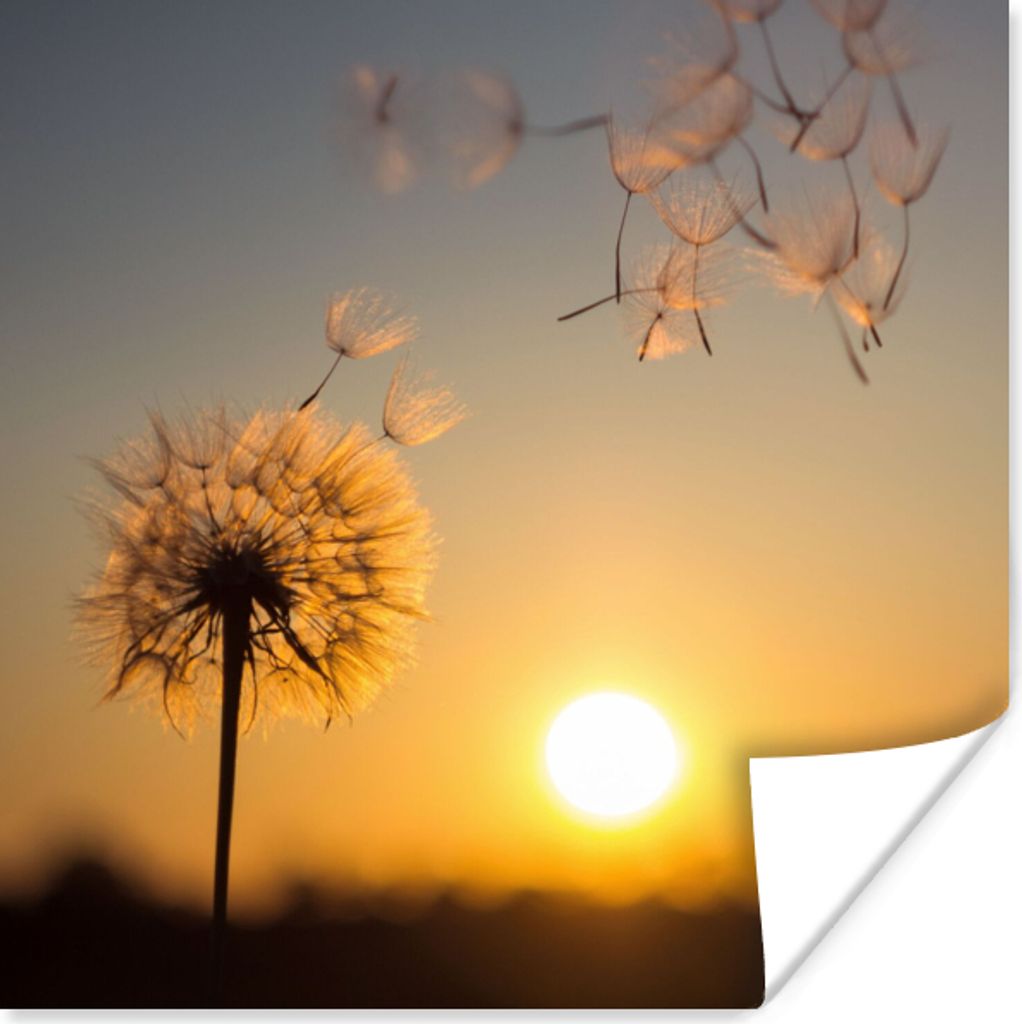 MuchoWow Poster Löwenzahn - Sonne - Sonnenuntergang 100x100 cm - Babyzimmer