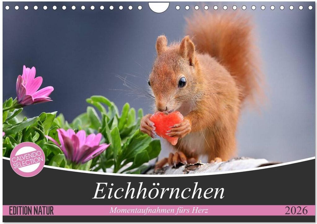 Eichhörnchen Momentaufnahmen fürs Herz (Wandkalender 2026 DIN A4 quer), CALVENDO Monatskalender