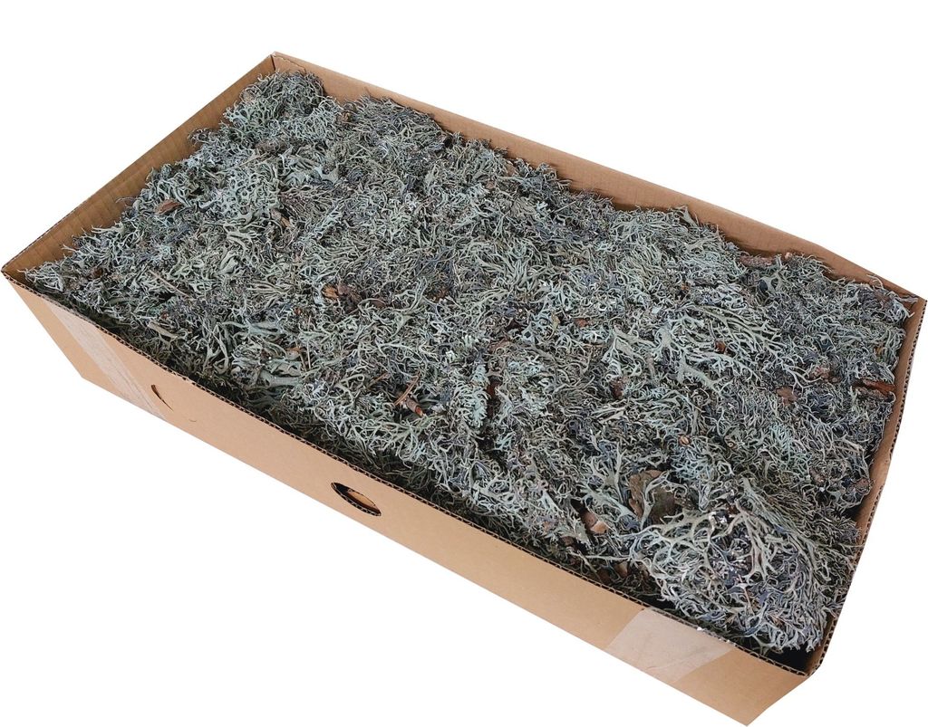 Flechtenmoos getrocknet I1 kg I Graumoos - 53,73 € pro Kilogramm