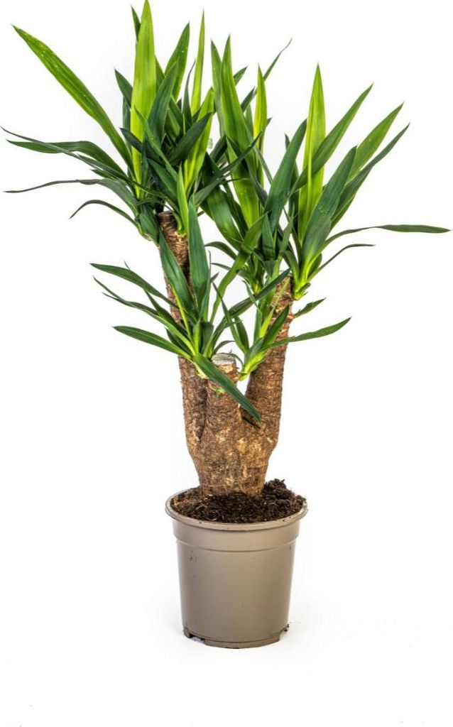 Riesen-Palmlilie - Yucca Elephantipes – Zimmerpflanze – Ø21 cm – Höhe 60-70 cm – Robuste & pflegeleichte Grünpflanze für modernes Inter...