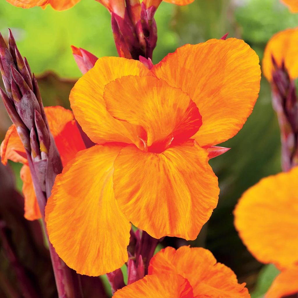 Canna Blüten Knolle Töpfe Garten Kanna Jivago 1 St. Produktbild 