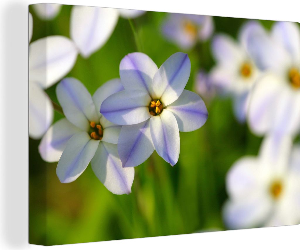 OneMillionCanvasses - Leinwandbilder - 150x100 cm, Blumen - Garten - Lila, Wandbilder Kunstdruck Wanddekoration