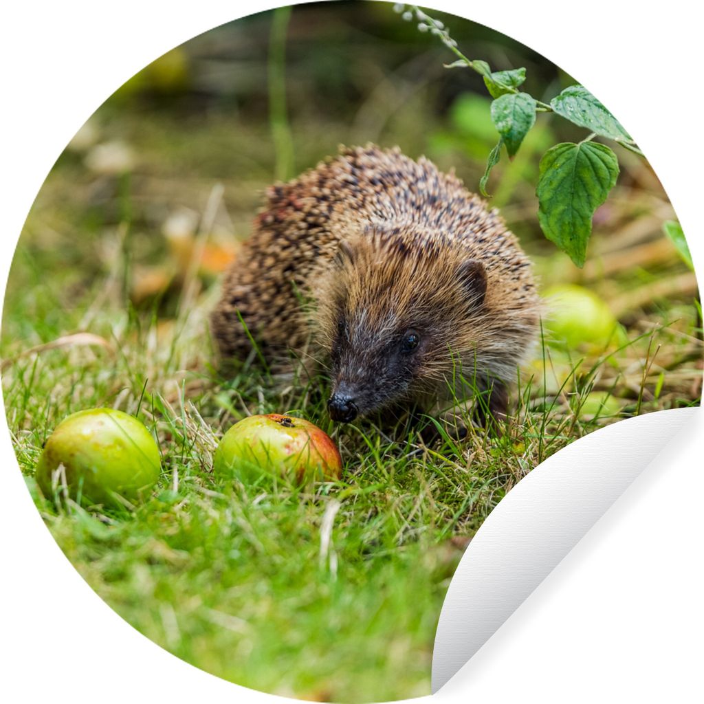MuchoWow Runde Wandtattoo - Wandsticker Tapete Aufkleber Igel - Apfel - Wald Ø 100 cm Selbstklebend und Repositionierbar - Wandaufkleber - Kreis...