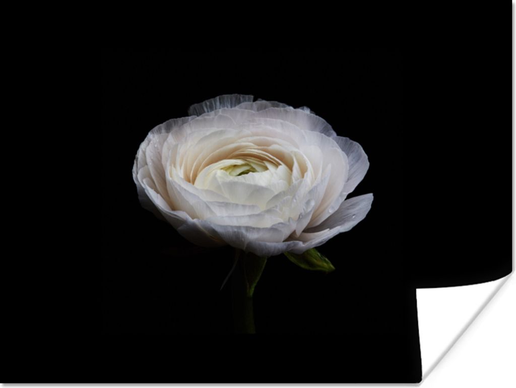 MuchoWow Poster Blume - Schwarz - Weiß 160x120 cm - Foto Plakat