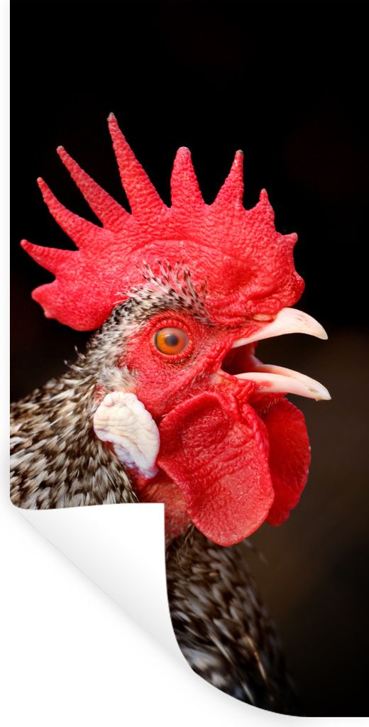 MuchoWow Wandtattoo Wandsticker Wandaufkleber Krähender Hahn 20x40 cm Selbstklebend und Repositionierbar - Selbstklebend - Fototapeten