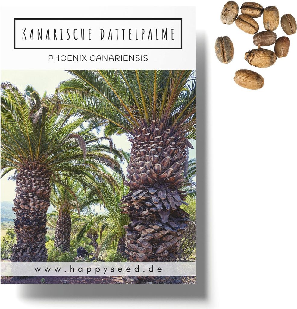Kanarische Dattelpalme Samen (Phoenix canariensis) - Exotische Palme ideal geeignet als Kübelpflanze Indoor und Outdoor
