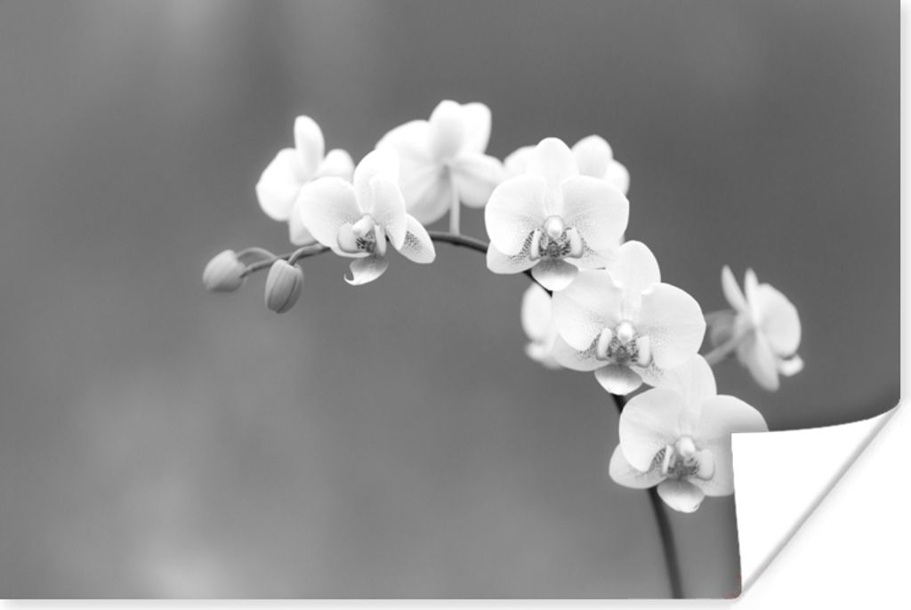MuchoWow Poster Orchidee - Blumen - Pflanze - Weiß - Lila 180x120 cm - Fotoplakat