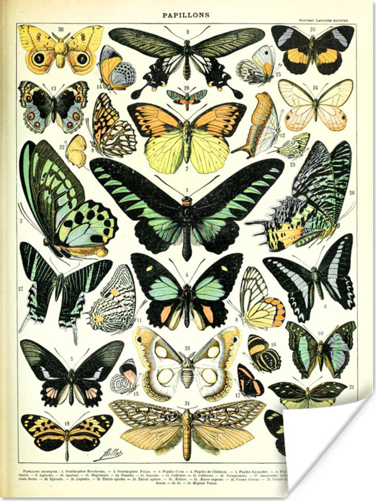 MuchoWow Poster Schmetterling - Tiere - Vintage 90x120 cm - Wohnzimmer