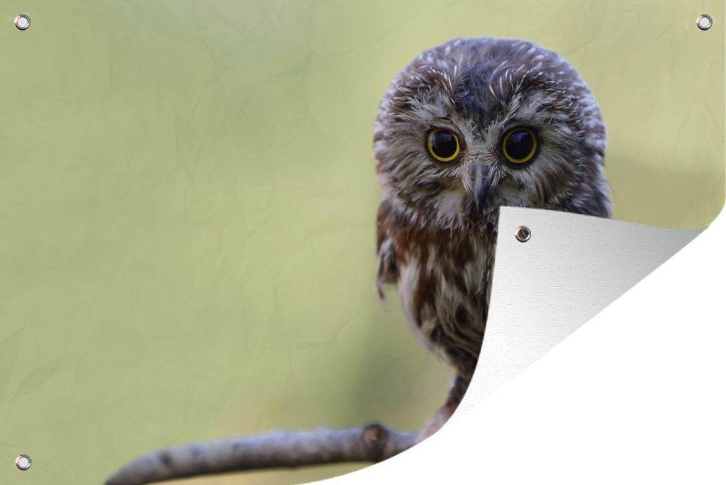 MuchoWow 60x40 cm Outdoor-Poster Gartendeko Sichtschutz Garten Poster für den Garten Eule - Vogel - Wald