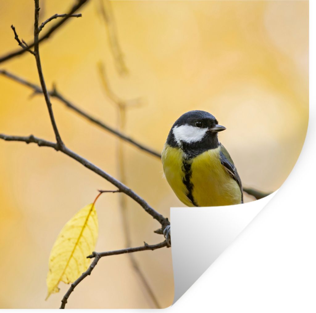 MuchoWow Wandtattoo Wandsticker Wandaufkleber Kohlmeise - Zweig - Vogel - Tiere 50x50 cm Selbstklebend und Repositionierbar - Selbstklebend - Fot...
