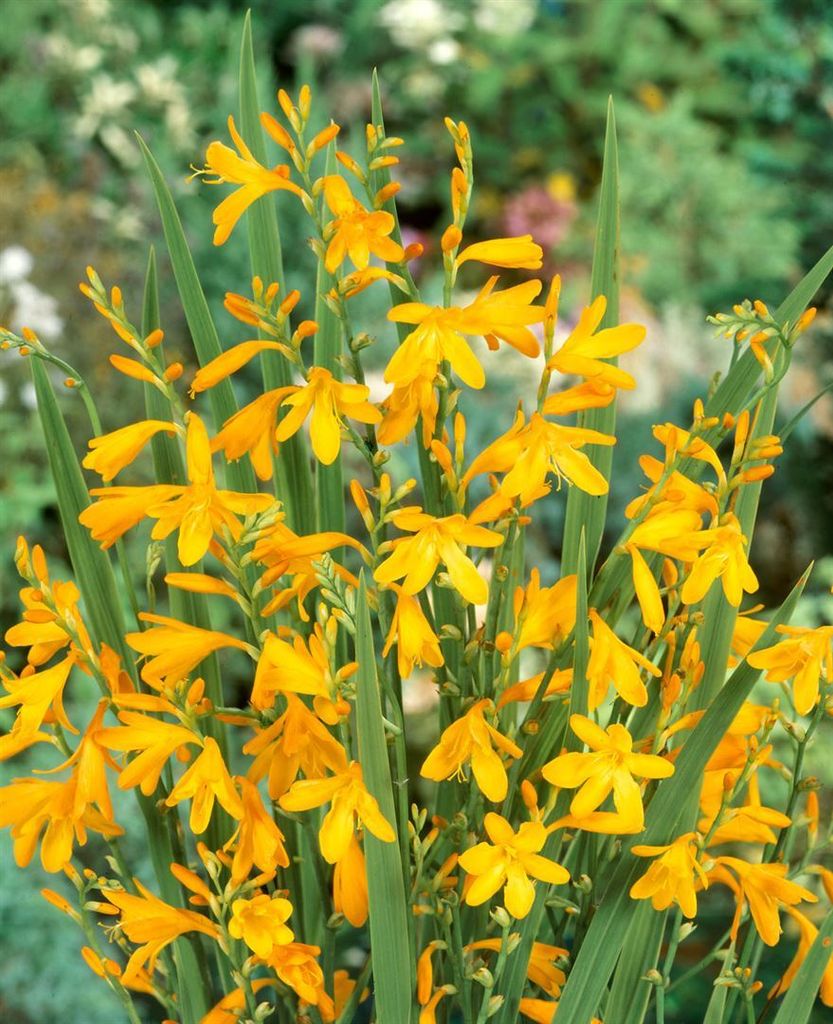 Crocosmia x crocosmiifl. 'George Davidson', Montbretie, gelb, ca. 11x11 cm Topf
