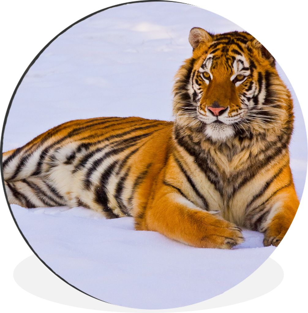 MuchoWow Aluminium Wandkreis Tiger - Schnee - Winter - Tiere Ø 30 cm Wanddeko Modern Wohnzimmer - Wand Bild - Wohnzimmer - Runde Bilder - Alubil...