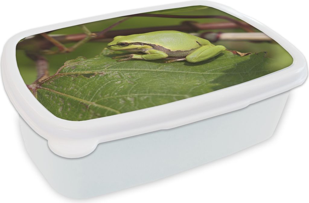 KitchenYeah Lunchbox Brotzeit Brotdose 17x11 cm Frosch - Reptilien - Dschungel Kinder Brotzeitdose - Lunch Box - Kinder - Sandwich-Box - Schulbox...