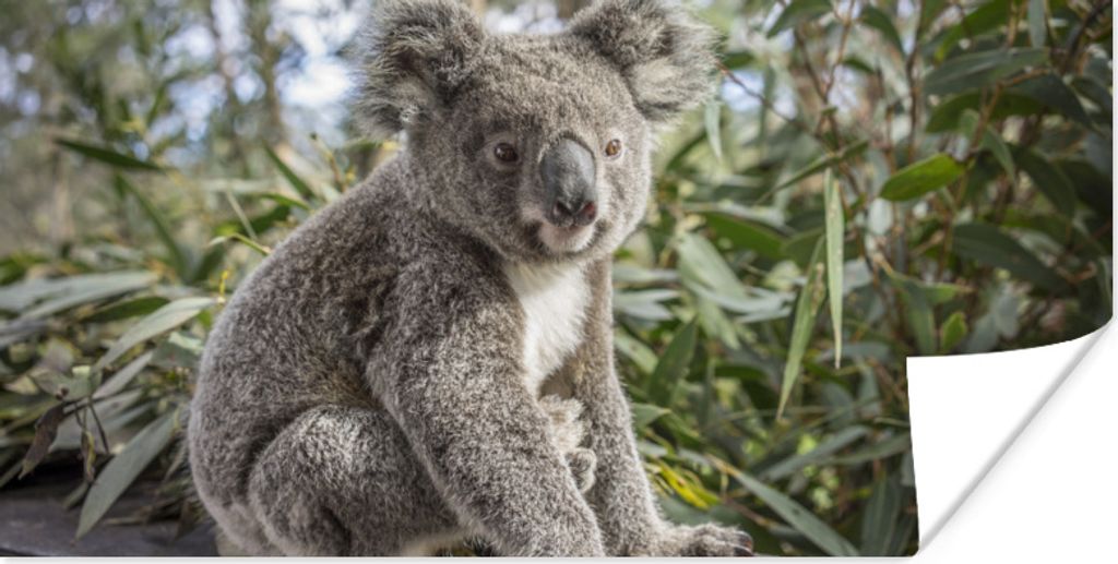 MuchoWow Poster Koala - Regal - Pflanzen - Kinder - Jungen - Mädchen 120x60 cm - Bild