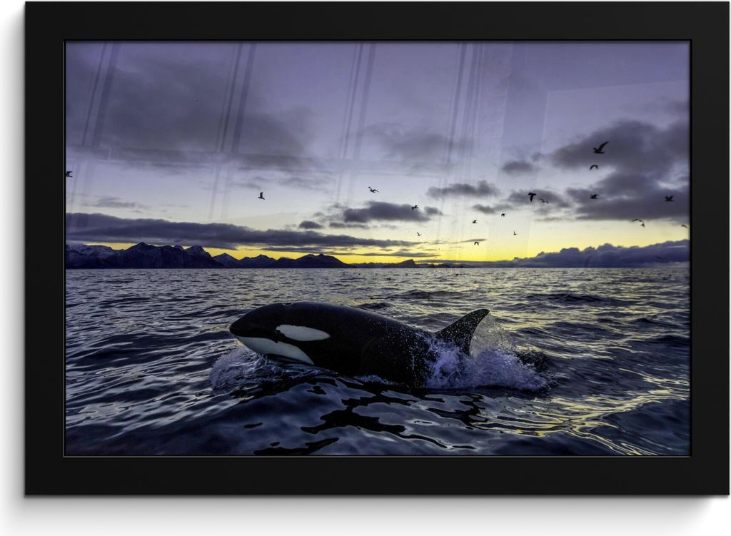MuchoWow MuchoWow Gerahmtes Poster Orca bei Sonnenaufgang 30x20 cm - Poster mit zchwarzem Bilderrahmen - Kunstdruck - Bild-Poster