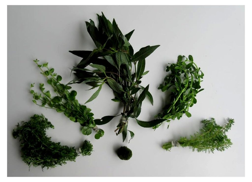 florari Algenfeind Nr.1 - Set zur Bekämpfung von Algen, Algenkiller, Anti-Algen, Aquarienpflanzen, Sortiment, schnellwachsende Pflanzen