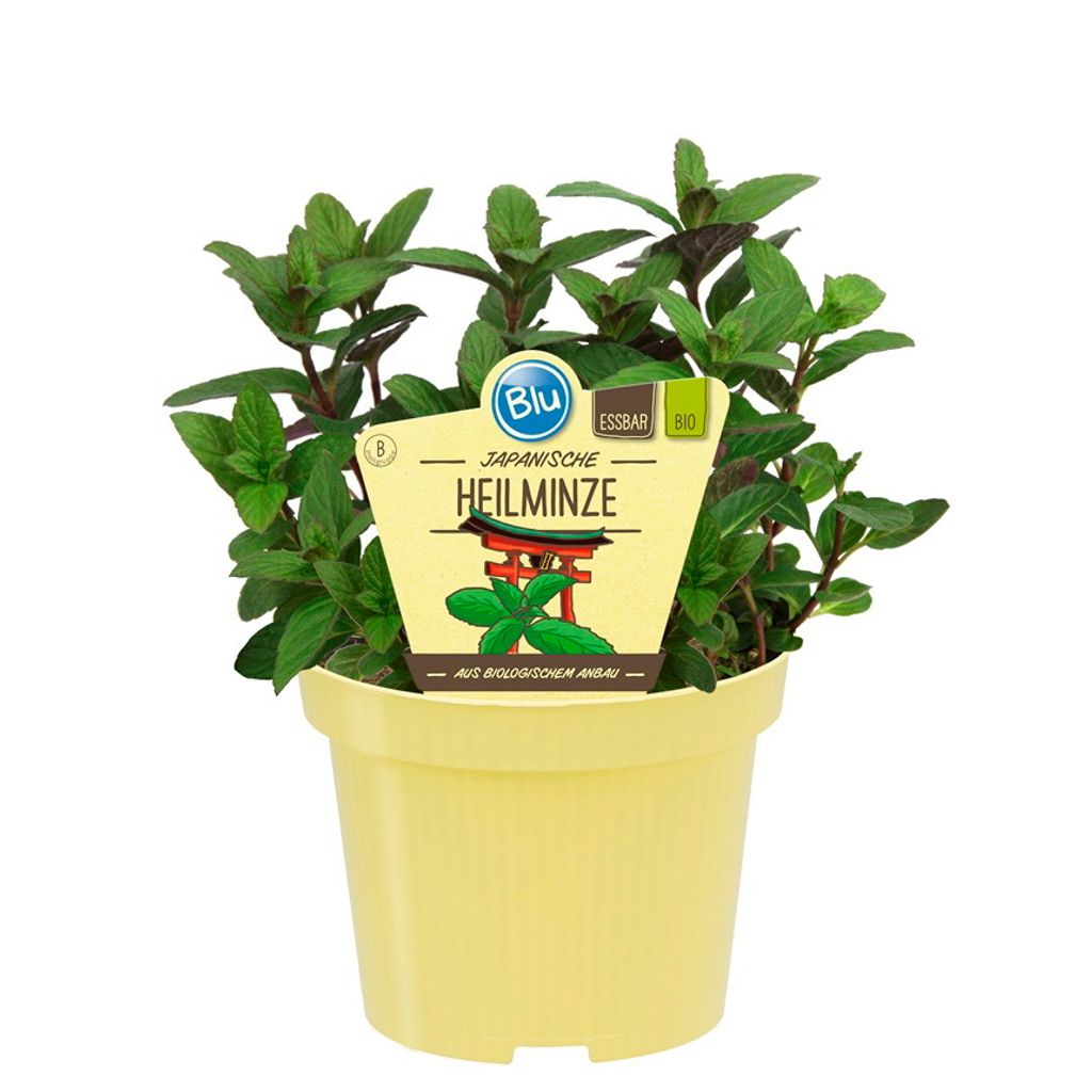 Menthe médicinale japonaise de qualité- Mentha arvensis x Image du produit 