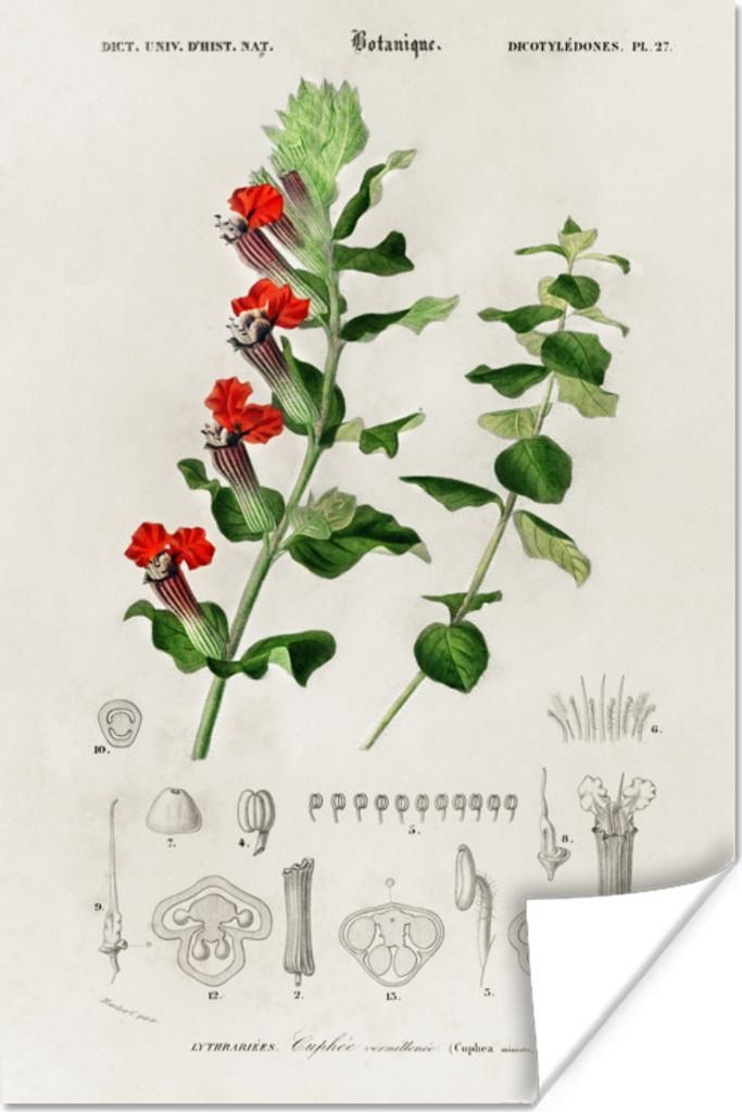 MuchoWow Poster Pflanze - Jahrgang - Botanica 80x120 cm - Papierdruck
