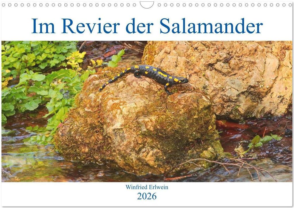 Im Revier der Salamander (Wandkalender 2026 DIN A3 quer), CALVENDO Monatskalender