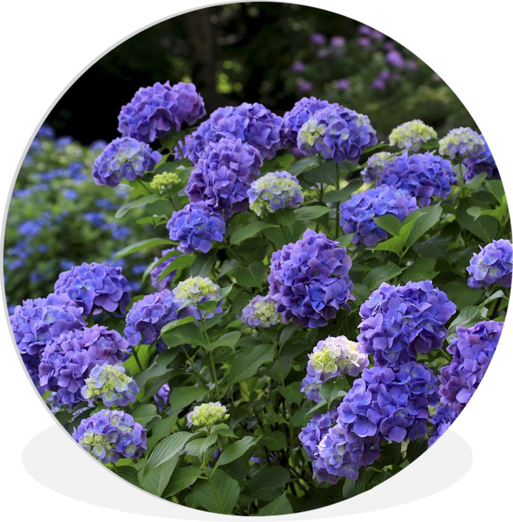 MuchoWow Rundes Wandbild - Runde Bilder Lila Hortensien in einem japanischen Garten Ø 90 cm Kreis Wanddekoration Kunststoff - Wandkreis - Wandsc...
