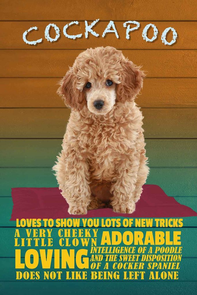 vianmo Holzschild 30x20 cm Cockapoo Hund loves to show you Tier Haustier