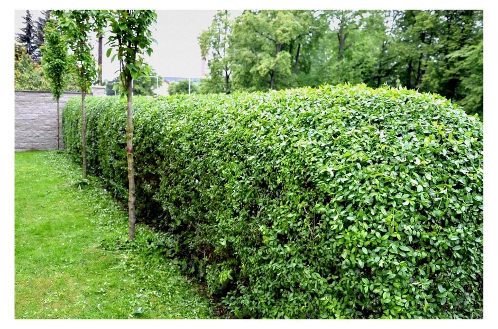 10 x Ligustrum ovalifolium (Gehölz/Heckenpflanze/Winterhart/Mehrjährig/Immergrün)