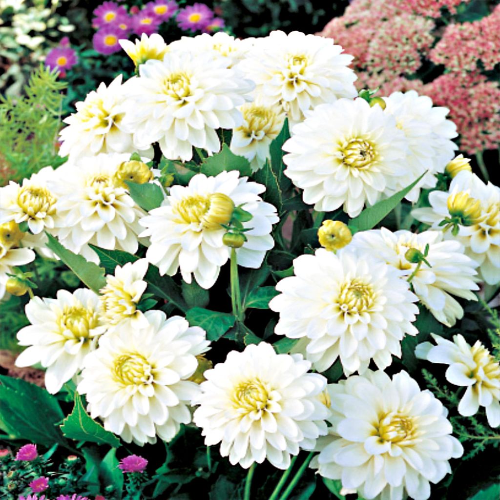 Dahlie Knolle Sommerblumen Herbstblumen Dekorative Dahlie Gallery Art Fair 1 St.