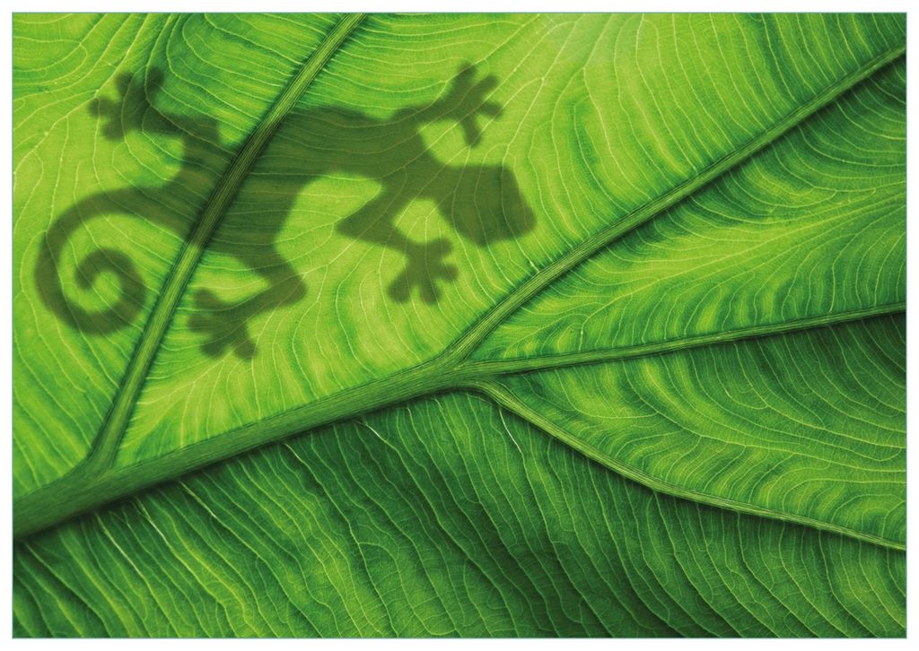 Wallario Premium Glasbild, freischwebende Optik, kräftige Farben, Größe 100 x 70 cm Motiv Gecko Schatten auf grünem Blatt - Umriss