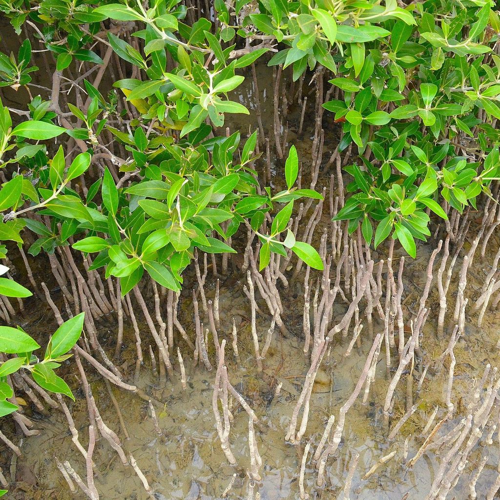 Mangrove grise (Avicennia marina)  - 1 graine germée Image du produit 