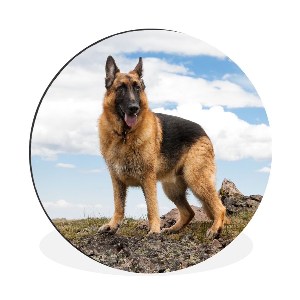 MuchoWow Aluminium Wandkreis Deutscher Schäferhund auf einem Berg Ø 60 cm Wanddeko Modern Wohnzimmer - Wand Kreis - Wandbild - Schlafzimmer - A...