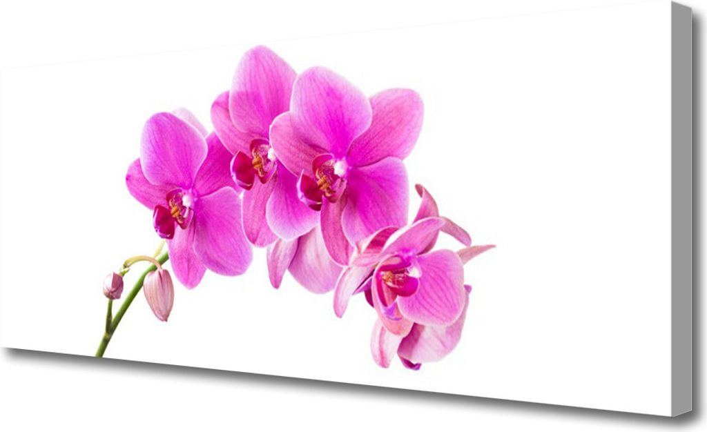 Tulup Leinwand-Bilder 125x50 Wandbild Canvas Kunstdruck Blumen Pflanzen
