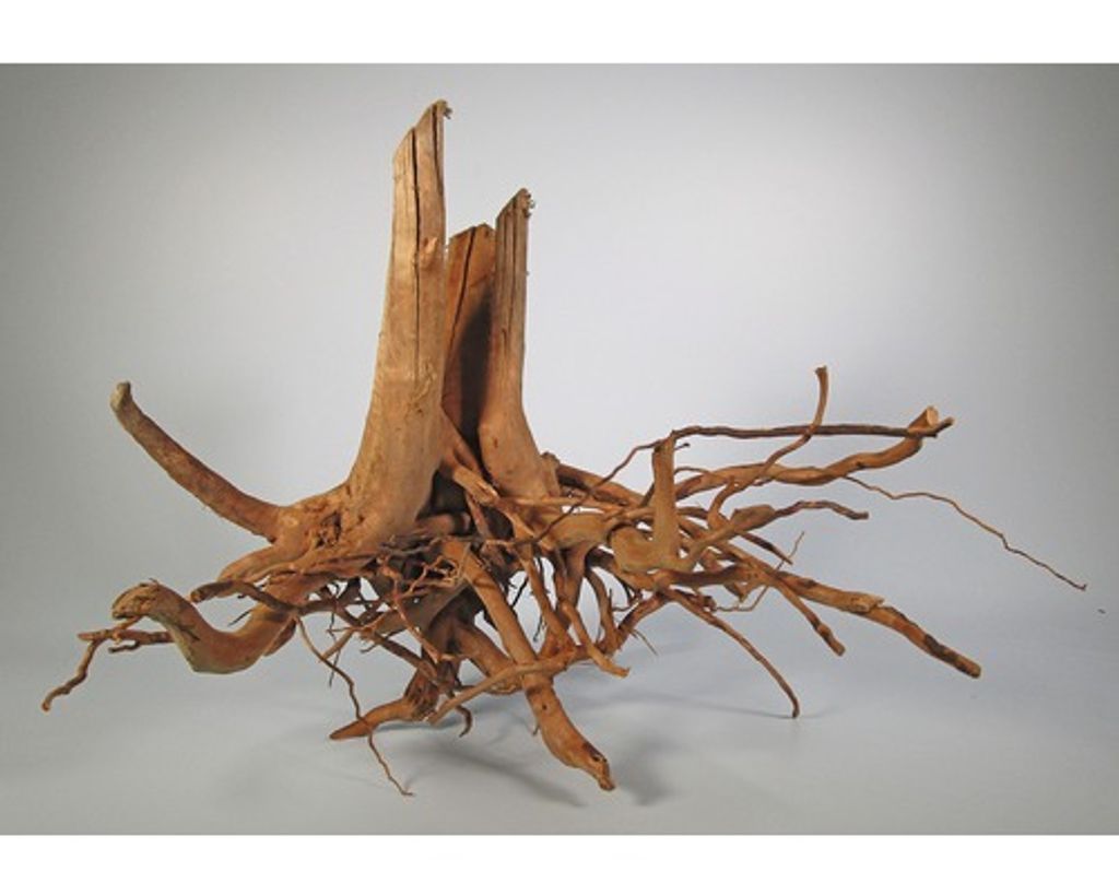 Finger-Wurzel Large (40-60 cm)