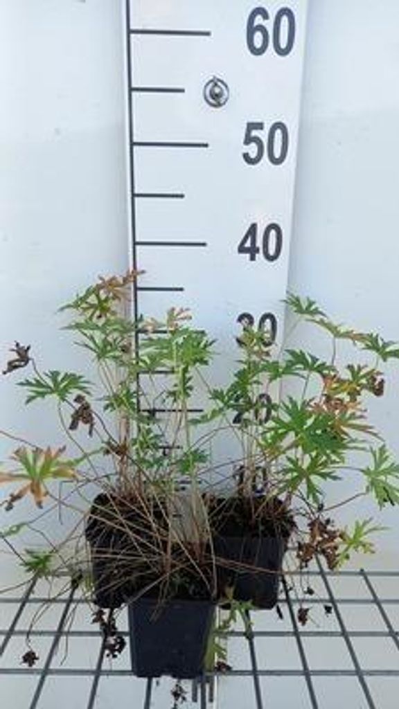 6 x Geranium clarkei 'Kashmir White' - Storchenschnabel- Topf 9 x 9 cm