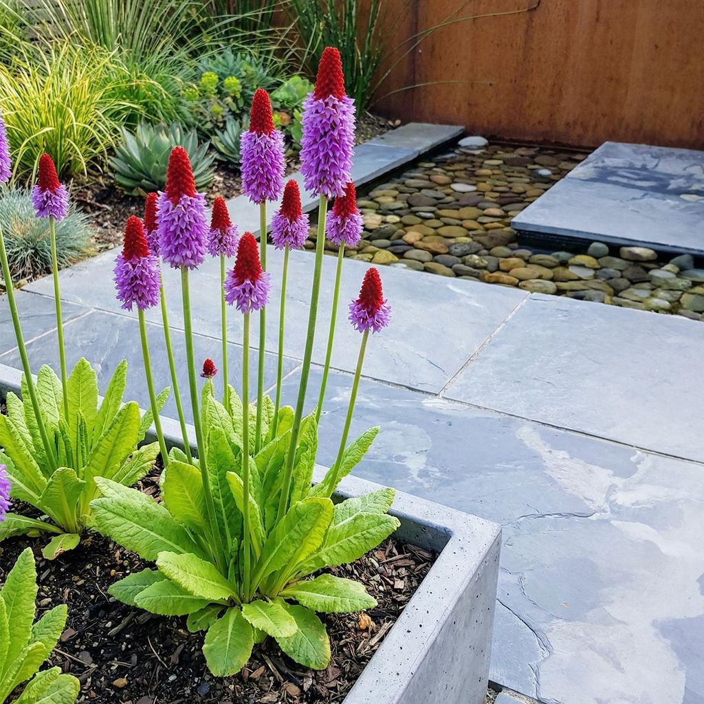 6x Primula vialii Staude rotviolett, winterhart, 20 cm hoch, 9 cm Topfdurchmesser
