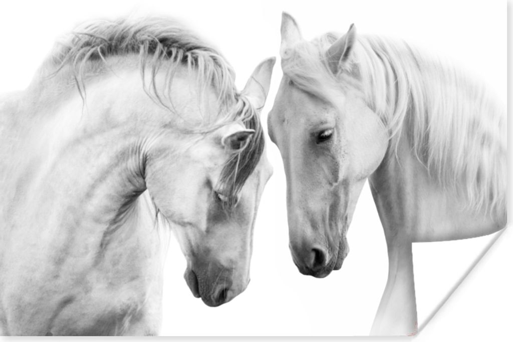 MuchoWow Poster Pferd - Tiere - Porträt - Weiß 180x120 cm - Fotoplakat