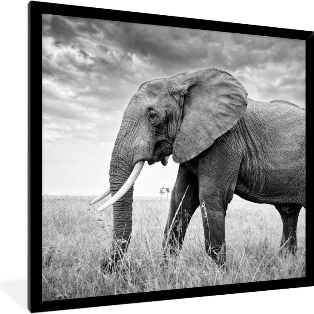 MuchoWow Gerahmtes Poster Elefant in der Ebene in Schwarz und Weiß 40x40 cm - Poster mit Schwarzem Bilderrahmen Wandposter Rahmen Foto Bilder - ...