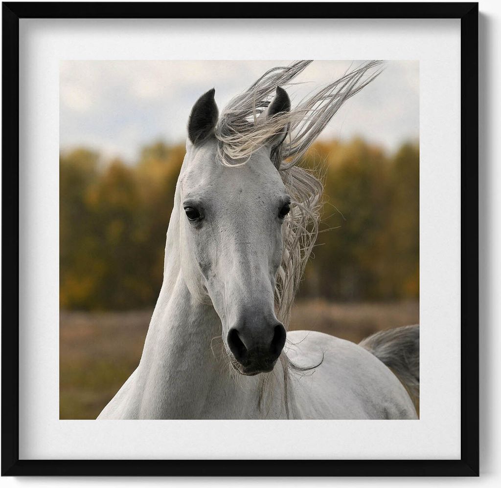 Weißes Pferd im Galopp– Wandbild mit Rahmen – Gerahmtes Bild – Wanddekoration – 50x50 cm – Schwarz Rahmen
