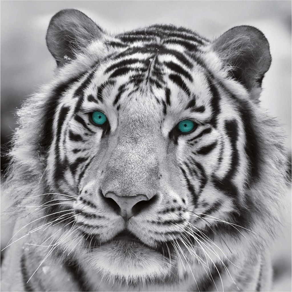 Leinwandbild - Schwarz - Weiß - 35 x 35 cm - Tiger Produktbild 