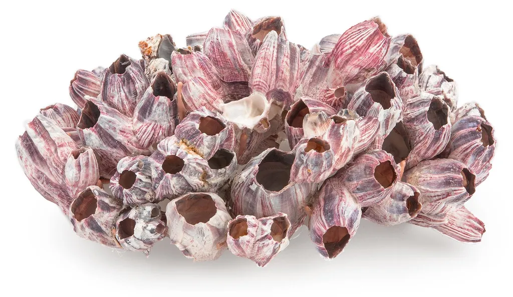 Cachette Naturelle Aquarium Barnacle - Stop au Stress des Poissons