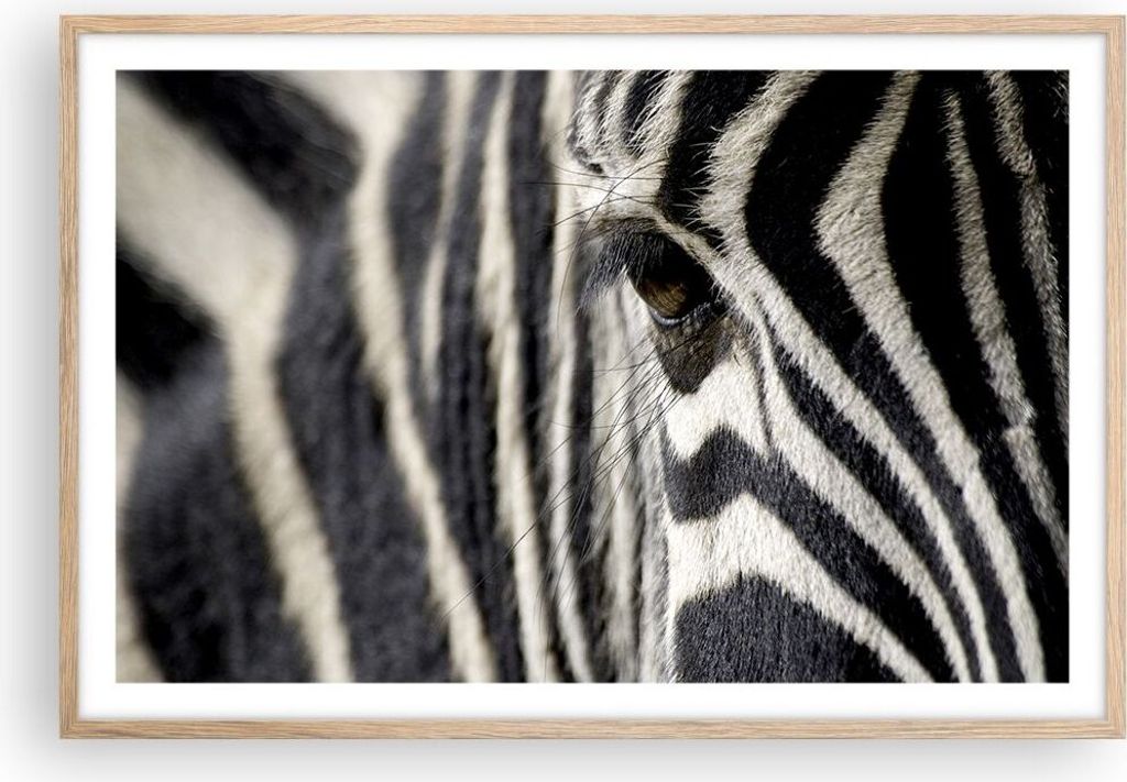 Gerahmtes Poster - Rahmen in heller Eiche - Zebra Streifen Tierwelt Safari - 91,5x61 cm - Wand Bild - Wanddeko - Wandbilder - Wandposter - Bilderra...