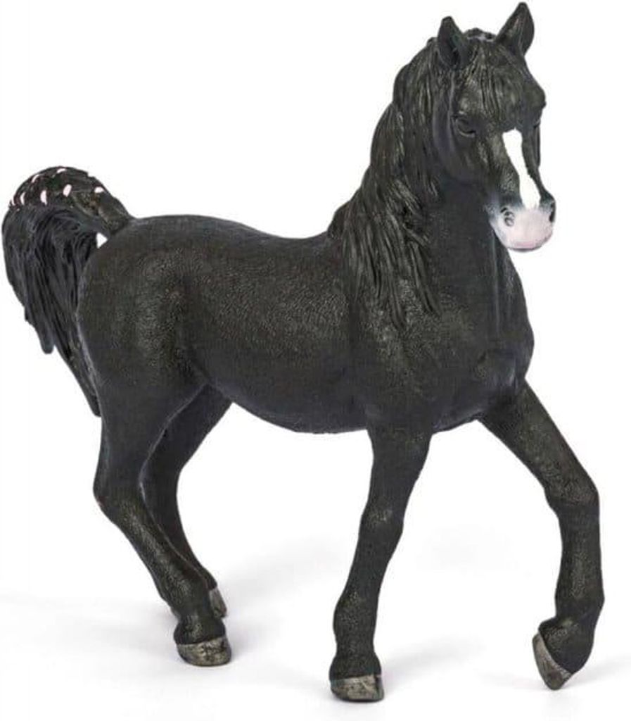 Animal de compagnie - Étalon arabe Image du produit 