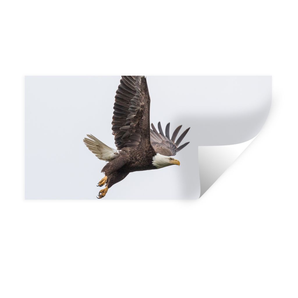 MuchoWow Wandtattoo Wandsticker Wandaufkleber Weißkopfseeadler - Vogel - Amerika 120x60 cm Selbstklebend und Repositionierbar - Sticker - Dekorf...